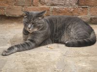 Kater