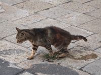 Piecat